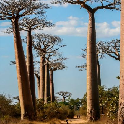 毛里求斯+马达加斯加10日8晚私家团