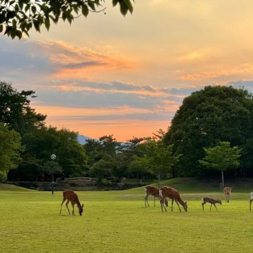 日本奈良市4日3晚私家团