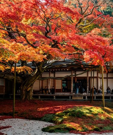 7天6晚 • 日本福岡＋別府＋宮崎＋鹿兒島·秋日賞楓度假·