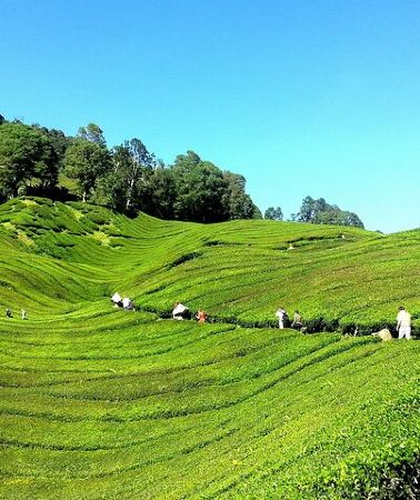 3D2N • 2-Nights Cameron Highlands Discovery from Penang to Kuala Lumpur