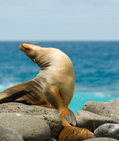 6D5N • Galapagos - Santa Cruz and Isabela. 6 Days Tours