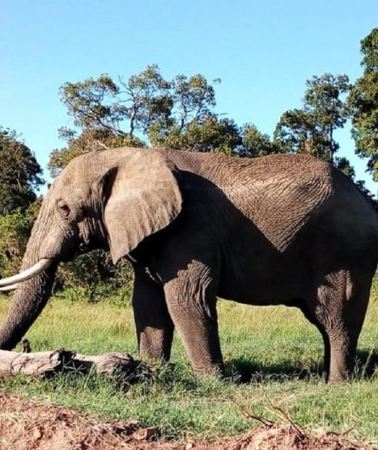 3D2N • 3 Days Amboseli Safari at Sopa Lodge in 4x4 Land Cruiser