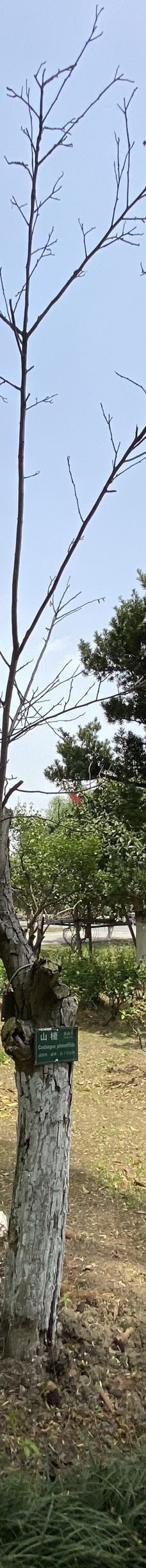 苏州中国花卉植物园-苏州