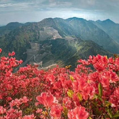 贵州百里杜鹃风景区+黄果树+荔波+西江千户苗寨5日4晚私家团