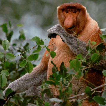 文莱达鲁萨兰国斯里巴加湾市4日3晚私家团