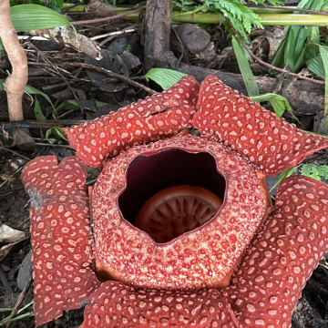 马来西亚5日4晚私家团