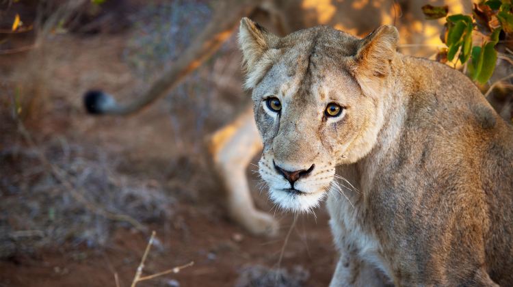 13-Day Cape Town to Victoria Falls Tour·Included Internal Flight, Soweto Bike Tour & Full-Day Kruger Safari