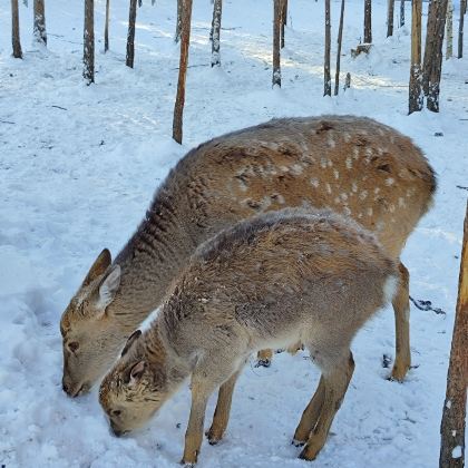 黑龙江哈尔滨+漠河+北极村5日4晚拼小团