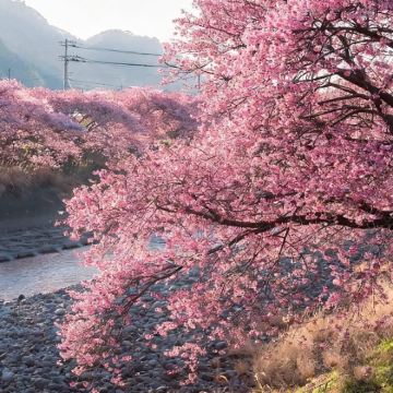 日本九州5日4晚私家团