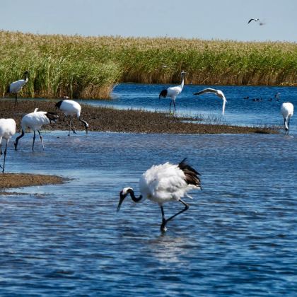 哈尔滨+齐齐哈尔+大庆6日5晚拼小团
