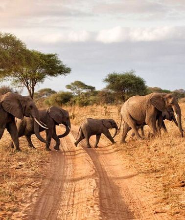 4D3N • 4 Day Serengeti Luxury Tented Safari from Arusha