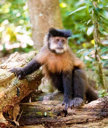 2D1N • Iguazú Experience in 2 days: Argentine and Brazilian Falls