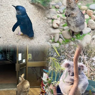 澳大利亚悉尼+堪培拉+杰维斯湾7日5晚私家团