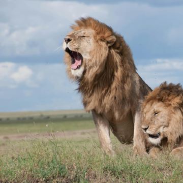 坦桑尼亚+桑给巴尔岛10日9晚拼小团