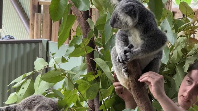 澳大利亞凱恩斯4日3晚跟團遊·人氣太陽戀人號+摩爾外堡礁+庫蘭達雨林小鎮+天空之城+含門票+含接機