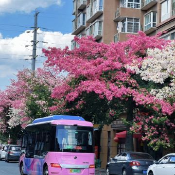 攀枝花+迤沙拉民族文化村+新山梯田+二滩国家森林公园4日3晚私家团