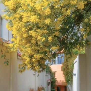 厦门+鼓浪屿4日3晚跟团游