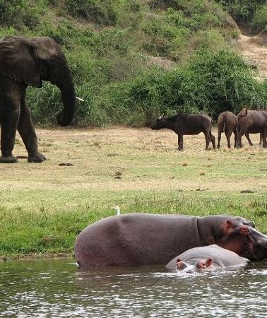 2D1N • 2 Days Safari To Queen Elizabeth National Park with Cruise