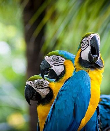 13D12N • Classic Peru with Amazon jungle Travel Package