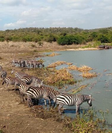 2D1N • Lake Naivasha And Lake Nakuru Overnight Tour