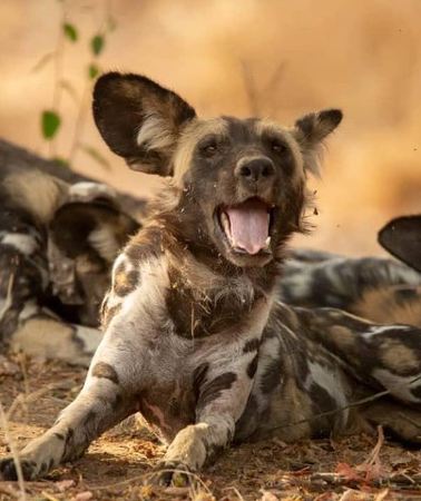 4D3N • 4 Day Mikumi & Nyerere Park with Boat Safari & Masai Culture