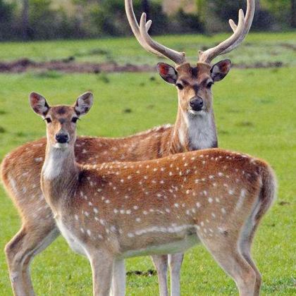 哈尔滨+伊春6日5晚私家团