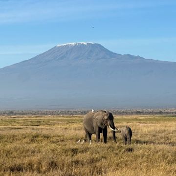肯尼亚内罗毕+察沃国家公园+安波塞利国家公园+博戈里亚湖+奈瓦沙湖+马赛马拉国家保护区8日7晚私家团