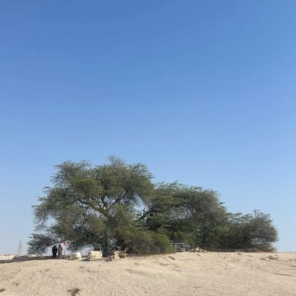 沙特阿拉伯+巴林+阿曼+卡塔尔10日9晚拼小团