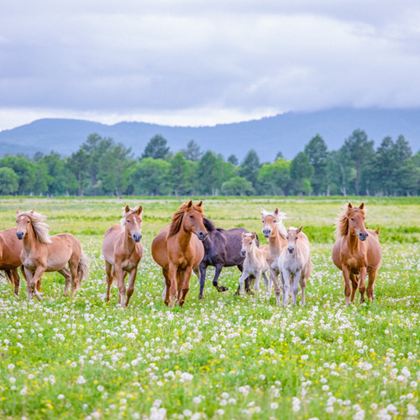 内蒙古呼和浩特+辉腾锡勒草原+响沙湾5日4晚私家团