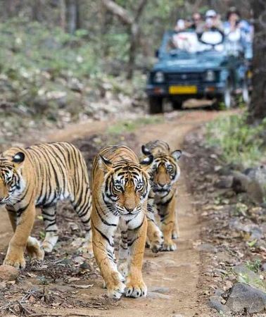 6D5N • 6 Days Golden Triangle with Ranthambore & Varanasi Tour