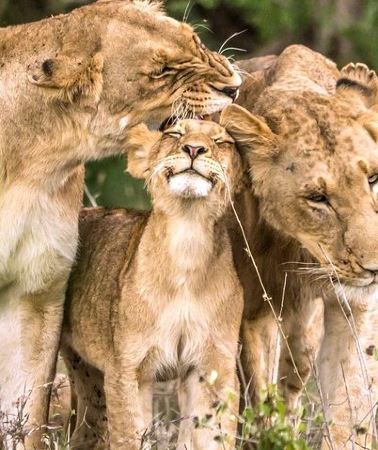 4D3N • 4-Day Kruger National Park & Panorama Route Tented Safari