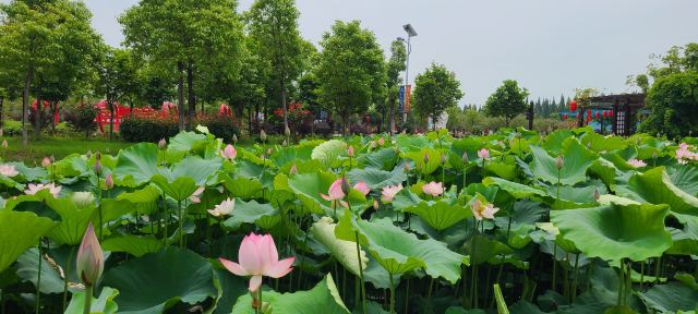 上海崇明荷花博览园旅行图片 3