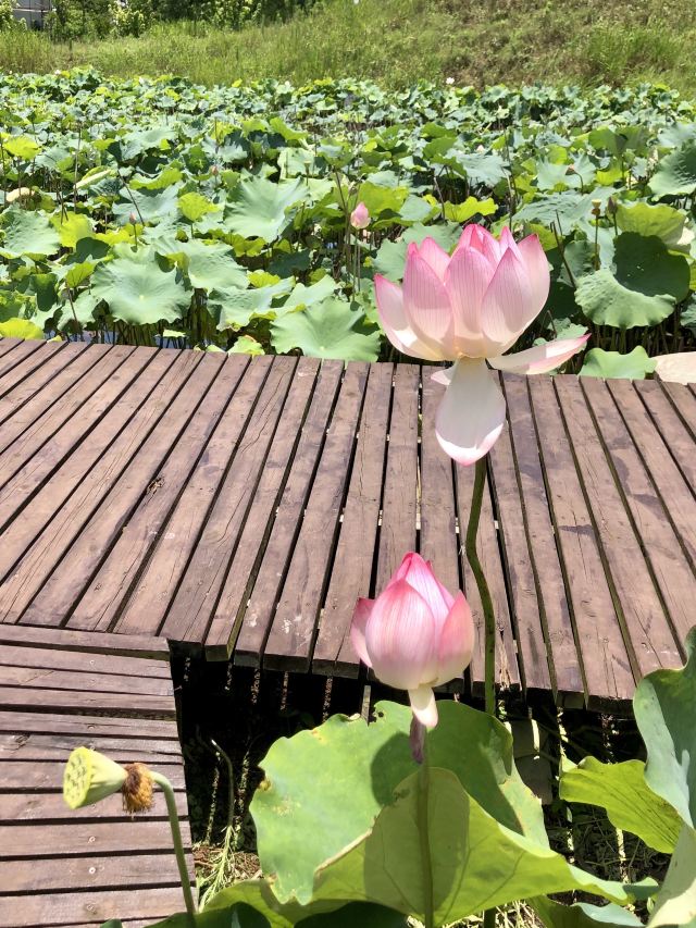 上海崇明荷花博览园旅行图片 4