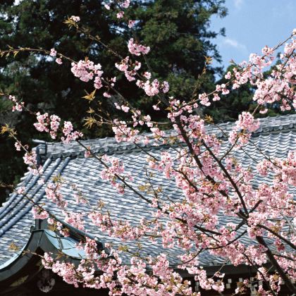 东京+大阪府+奈良县7日6晚拼小团