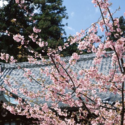 富山+小松+京都+大阪+奈良+静冈+东京8日私家团