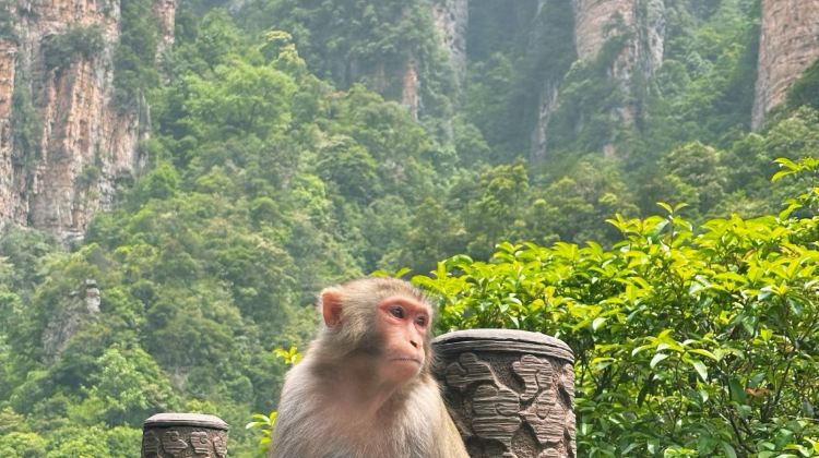 5D4N · Private Tours · Wulingyuan + Tianmen Mountain National Forest Park + Fenghuang Ancient Town