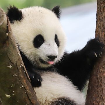 成都+峨眉山市+乐山+都江堰+青城山+三星堆博物馆6日5晚跟团游