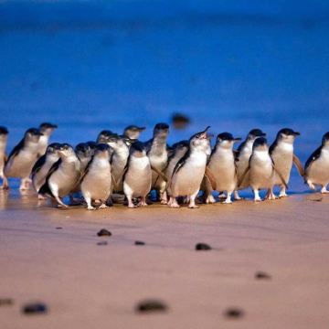 澳大利亚墨尔本+阿德莱德11日9晚私家团