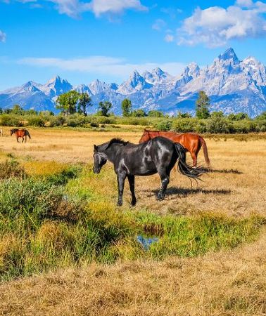 4D3N • Yellowstone & Grand Teton National Parks: Small Group 4-Day Tour