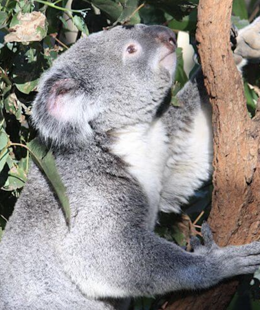 3D2N • Australia Gold Coast Currumbin Wildlife Sanctuary + Moreton Island + "Choose 1 out of 5" Day Tour | Itinerary does not include hotel