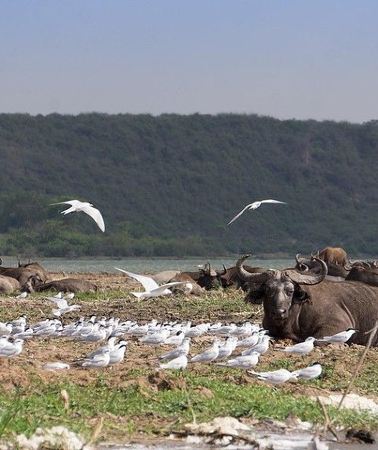 3D2N • 3 days Big five Game Viewing in Queen Elizabeth National Park
