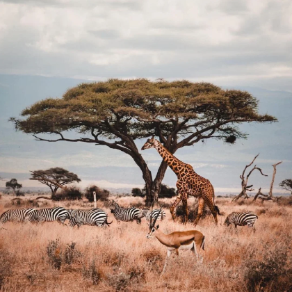 马赛马拉国家公园+乞力马扎罗山9日8晚私家团