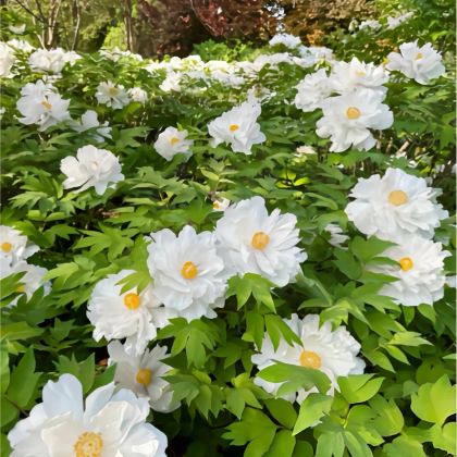 河南郑州+洛阳+开封+万仙山景区7日6晚私家团