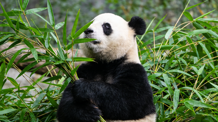 17D16N · Group Tours · Best of China: Kung Fu Pandas, Scenic Wonders, and Imperial Icons·Discover China's legendary landscapes on this 17-day journey. From sacred temples to cinematic views, this trip blends soul, spice, and scenery into one unforgettable adventure.