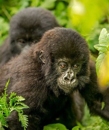 4D3N • 4 Day Gorilla Trekking & Golden Monkeys