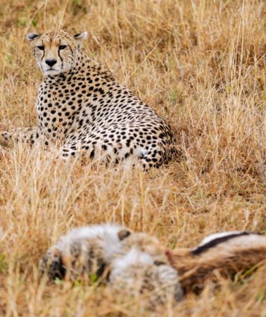 3D2N • Tanzania Serengeti National Park + Ngorongoro Crater + Experience a unique safari lifestyle