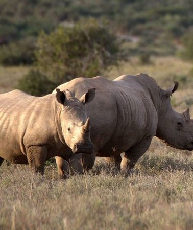 13D12N • 13 Day Safari - Cape Town to Johannesburg