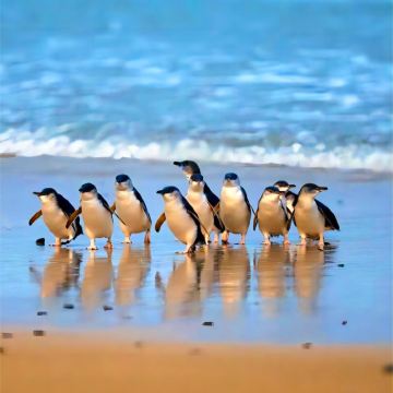 新西兰12日跟团游