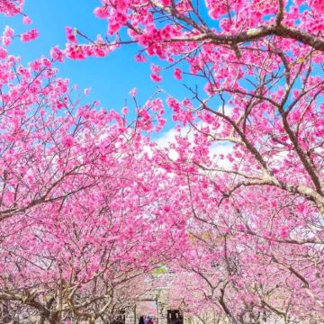 日本冲绳县八重岳樱之森公园+座间味观鲸7日6晚拼小团