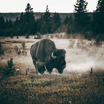 美国盐湖城+黄石国家公园+大蒂顿国家公园+杰克逊5日4晚私家团